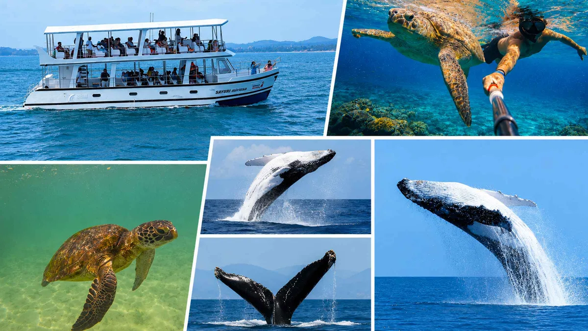 Green sea turtle in clear water after a Mirissa whale watching tour and snorkeling combo in Sri Lanka