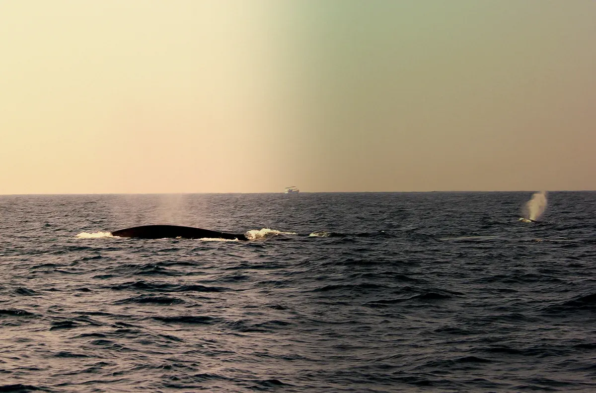 Sperm whale blowing at the surface off Koggala near Mirissa, seen on a Mirissa whale watching tour, Sri Lanka